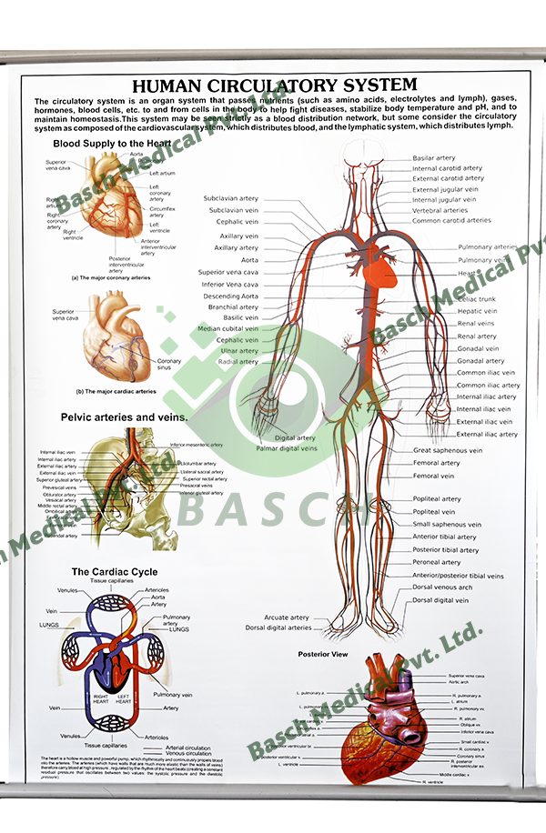 Educational Chart: Human Circulatory System