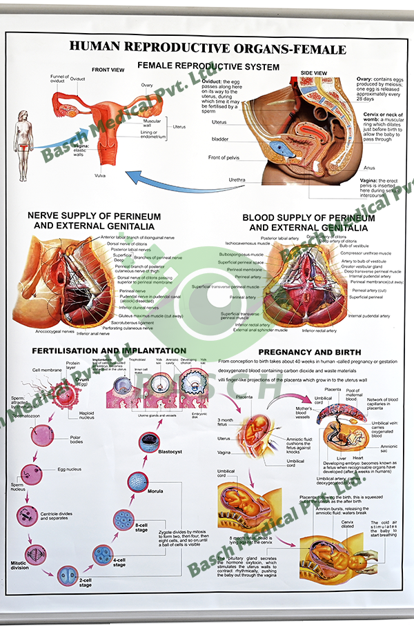 Educational Chart: Human Reproductive System - Female