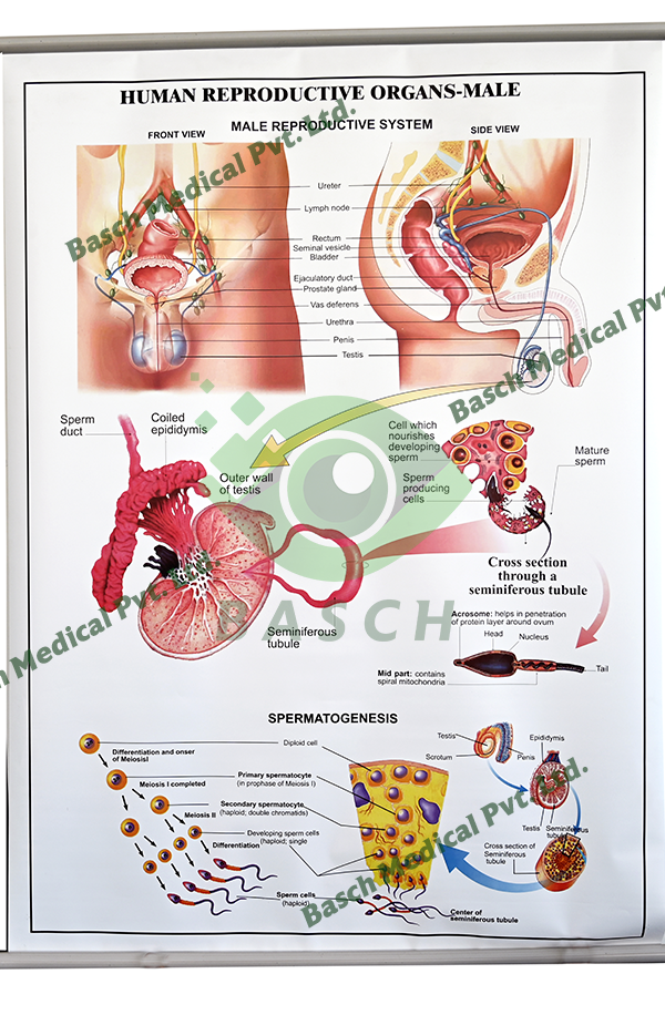 Educational Chart: Human Reproductive System - Male