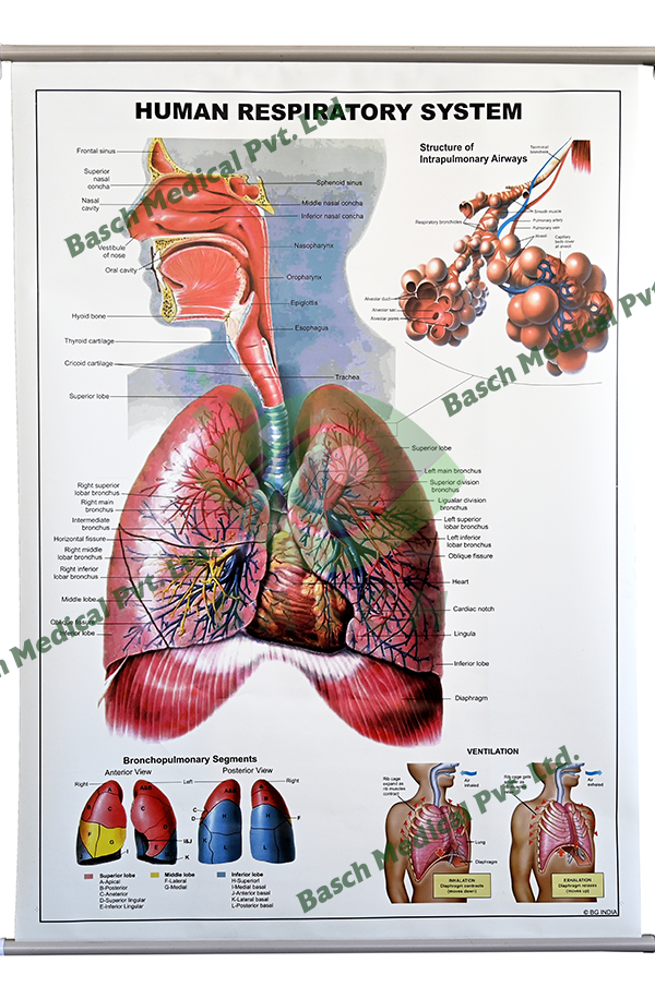 Educational Chart: Human Respiratory System