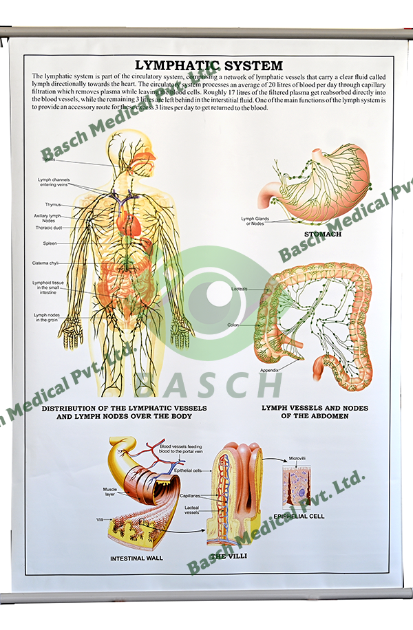 Educational Chart: Lymphatic  System
