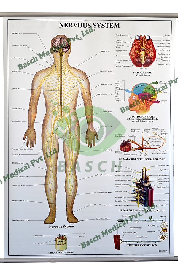 Educational Chart: Nervous System