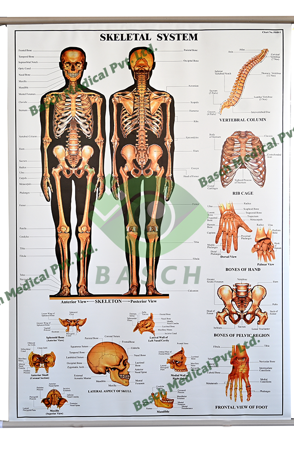 Educational Chart: Skeletal  System