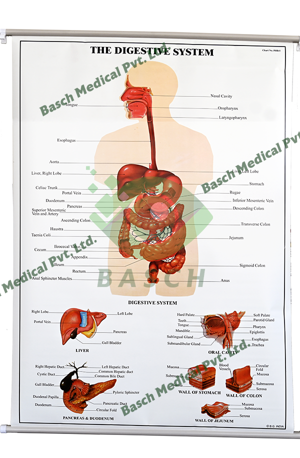 Educational Chart: The Digestive System