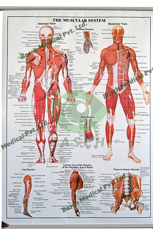 Educational Chart: The Muscular System