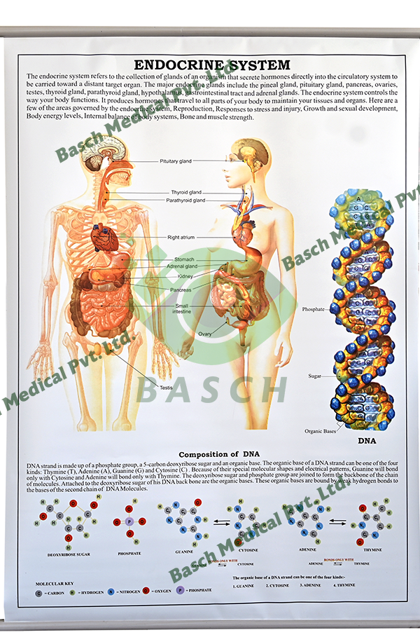 Educational Chart: Endocrine System